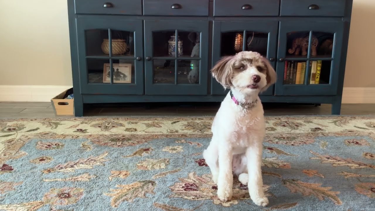 🤍🐶 Kelcie 🤍🐶