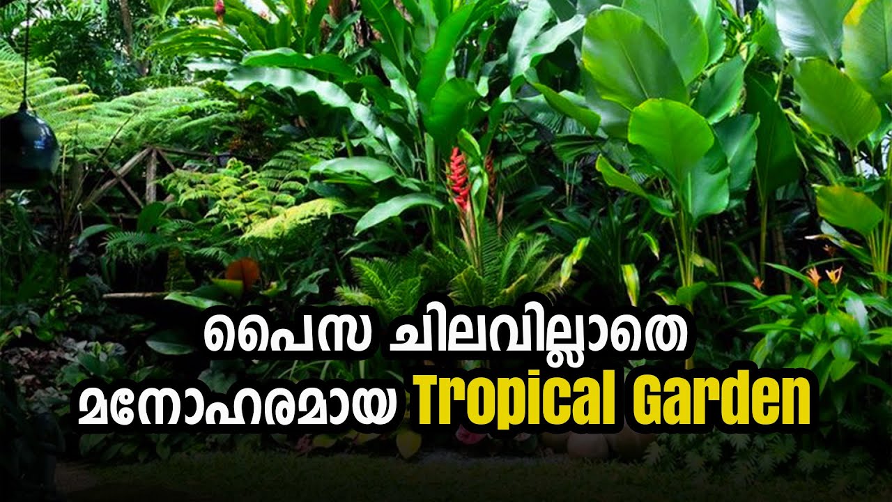 പൈസ ചിലവില്ലാതെ തോട്ടുവരമ്പിലെ ചെടികൾ വച്ച് ഒരു  Tropical Garden Part 2