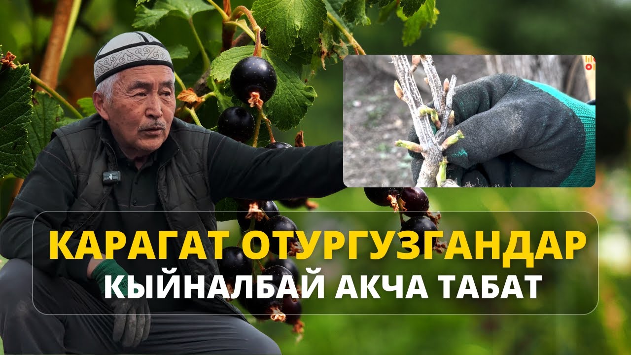 Убактысы жоктор карагат менен ийгиликке жетсе болот