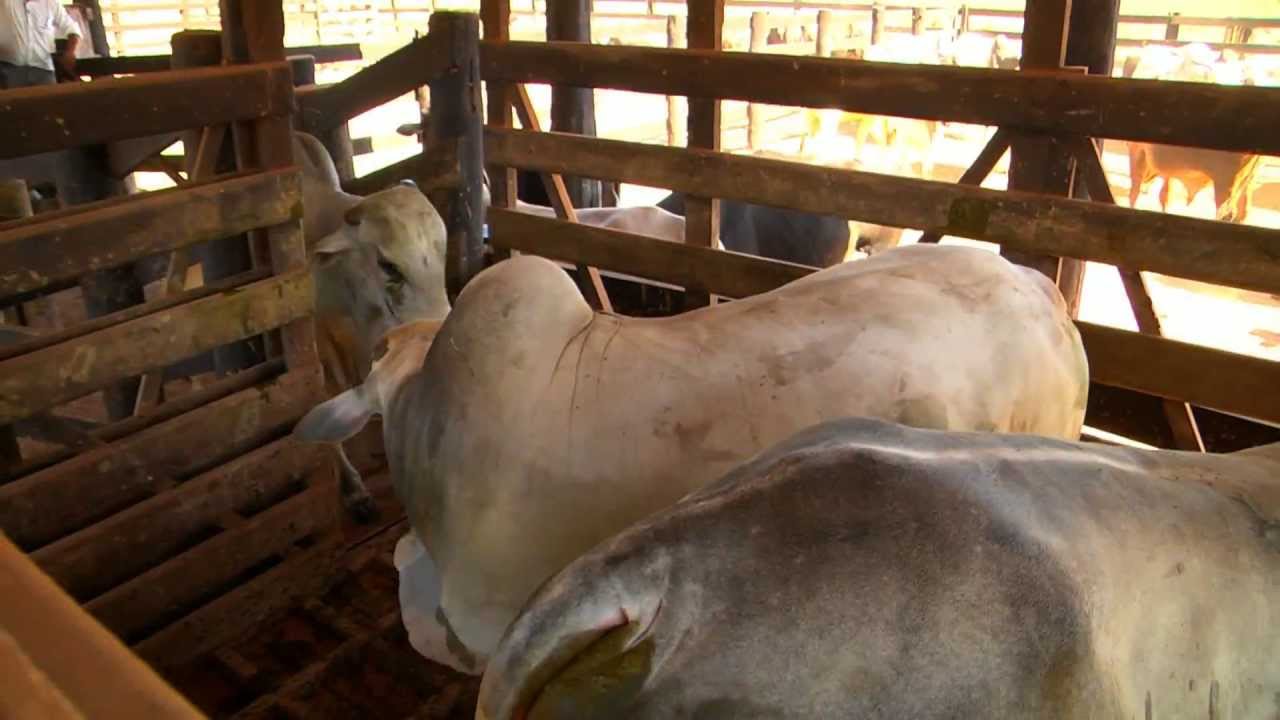FAZENDA PARAGUATÃ SAPUCAIA PA