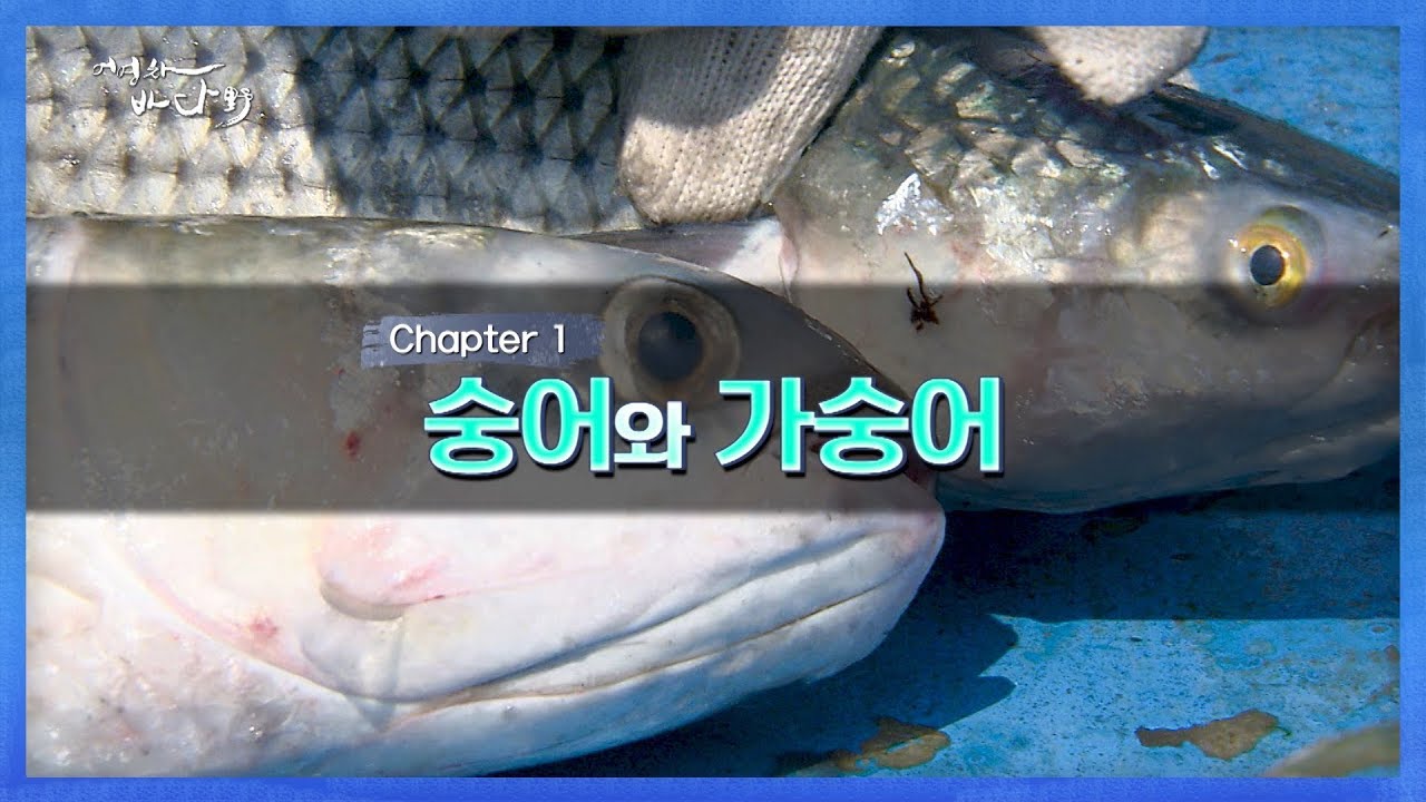 숭어도 종류가 있다? 숭어와 가숭어의 차이 [어영차바다야]