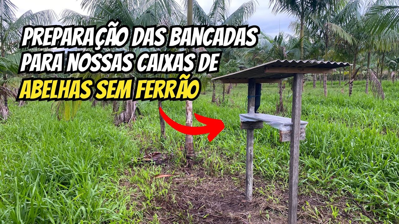 Como preparar a bancada para caixas de abelhas sem ferrão?