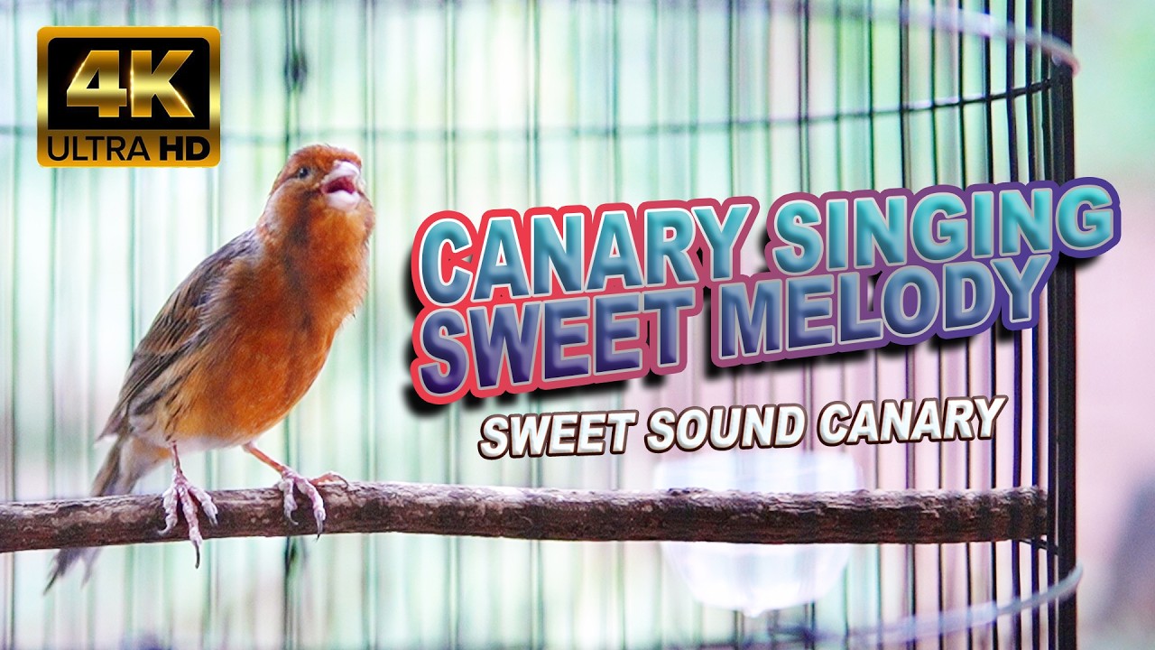CANARY SINGING CHAMPION | KENARI DURASI PANJANG | SWEET MELODY CANARY