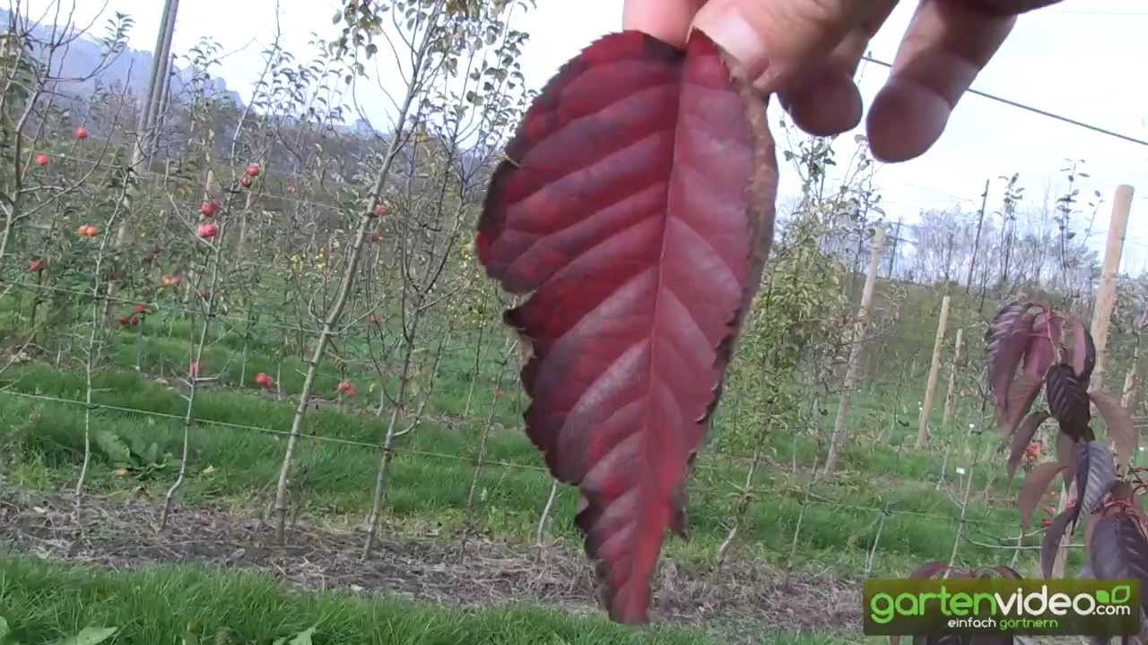Herbstf&auml;rbung der Prunus serrulata Royal Burgundy-Blut-Nelkenkirsche
