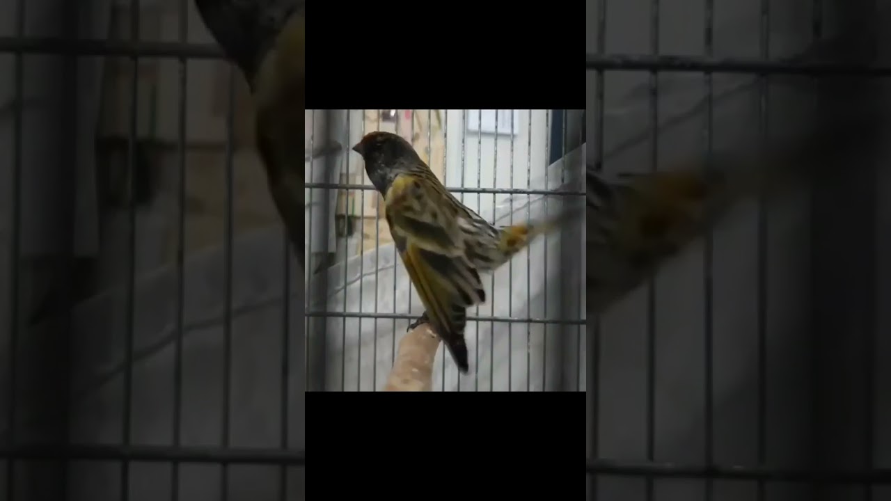 مستی زیبای گلبسر آواز گلبسر سهره  قناری