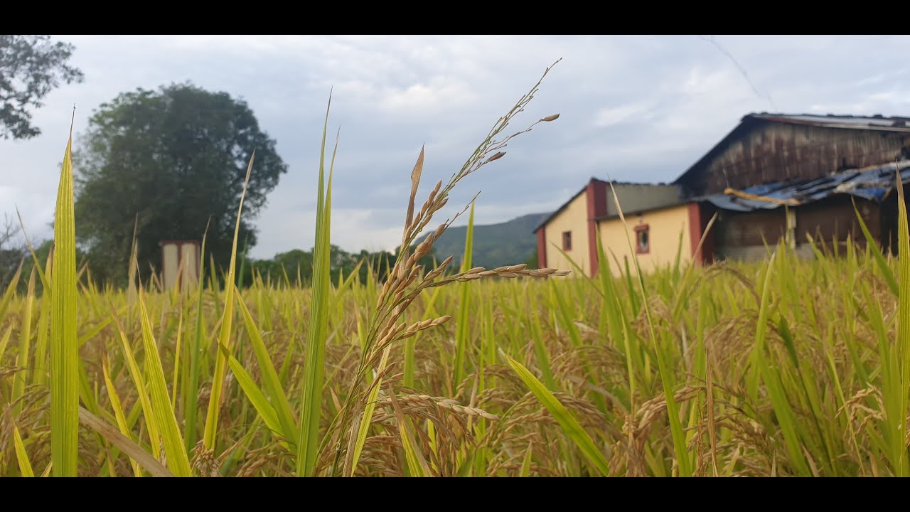 Chikhalgaon - चिखलगाव
