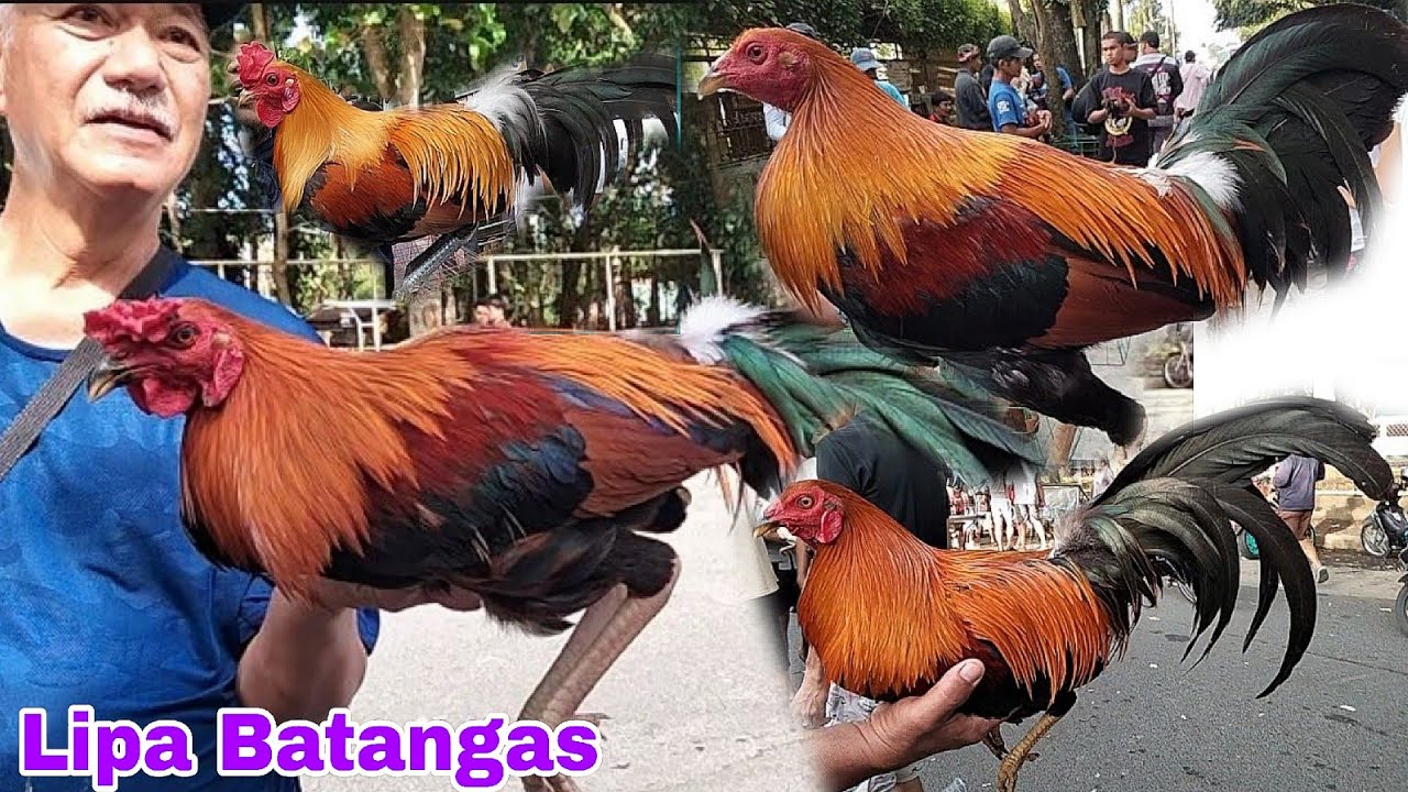 November 22, 2025 PinakaMalakas na Bentahan Ng Manok sa Buong Pilipinas...