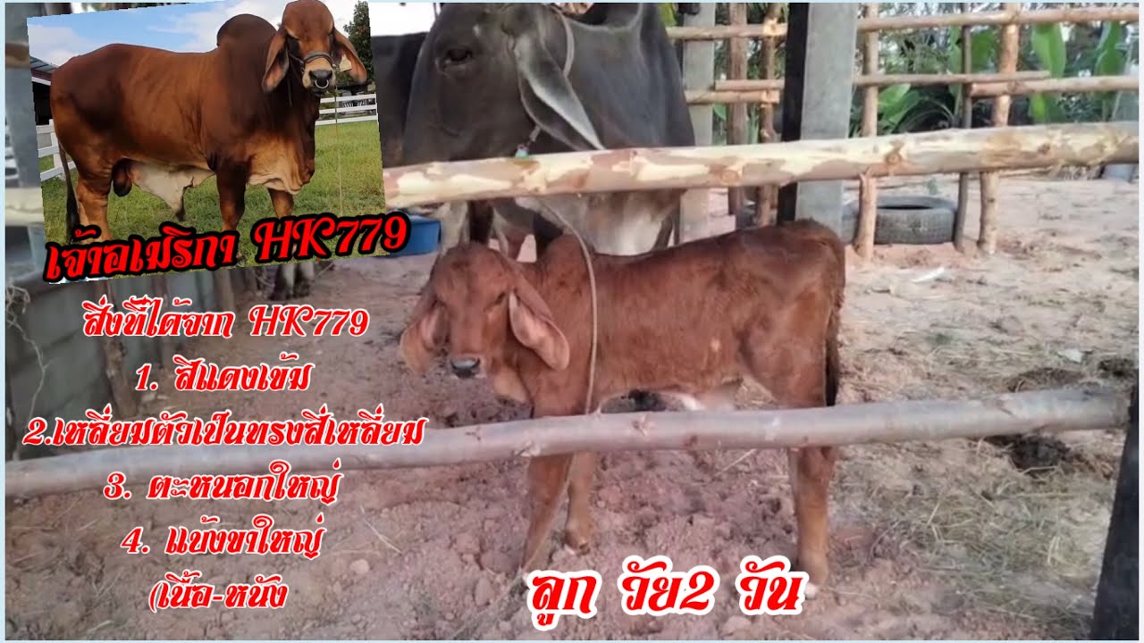 EP32. พามาชมลูกของเจ้าอเมริกาHK779 วัย2 วัน #ปรียานัฐฟาร์ม #บ่าวแบงค์เกษตรฟาร์ม @Brahman-Sarakham