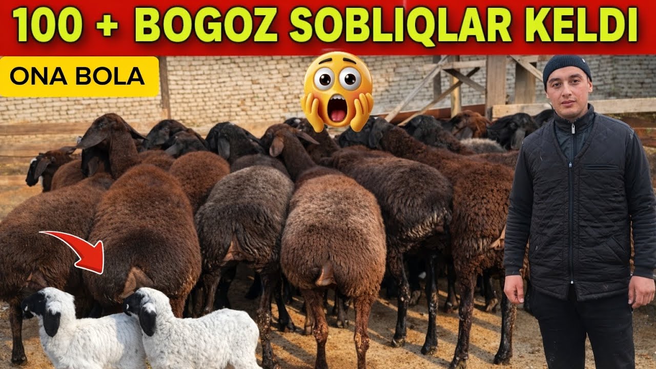 QAHRAMONGA ARZON NARXDA BO'G'OZ VA ONA BOLA VA QISIR  QO'YLAR KELDI 😱