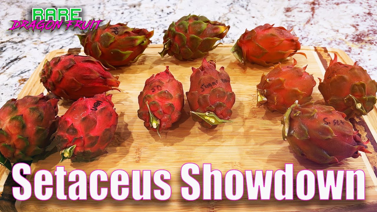 Setaceus Dragon Fruit Showdown Taste and Review ( Sugar Dragon, Neon, Pink Panther )