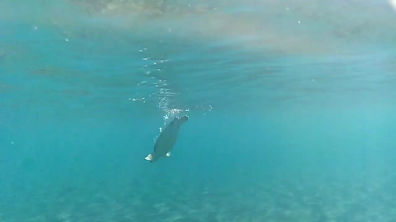 MALENDURE GUADELOUPE Tortues