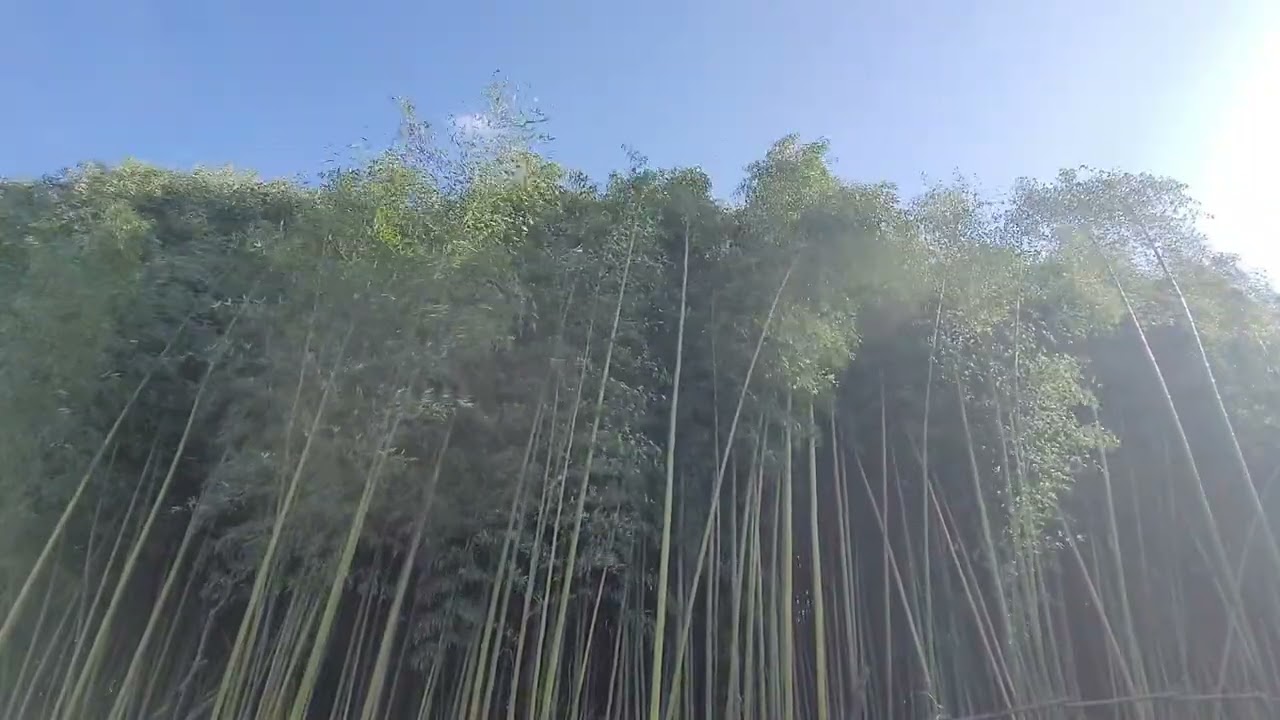 Bamboo wind1 side light Jinju BGM, Relax Music, Healing Music, Oriental Music