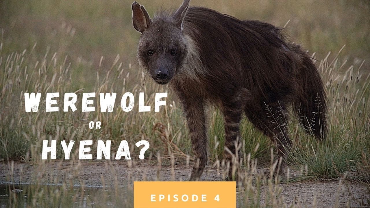 Werewolf or hyena? | Botswana Campsites | Episode 4