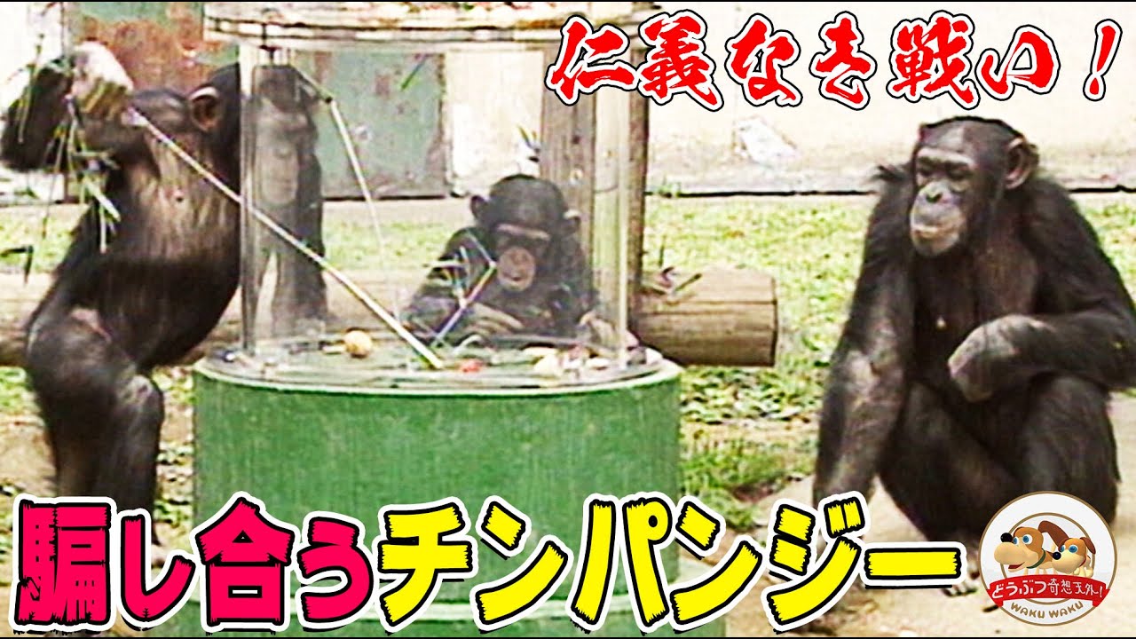 【仁義なき戦い】チンパンジーにエサ取り装置を渡したら頭脳戦が始まった!!【どうぶつ奇想天外／WAKUWAKU】