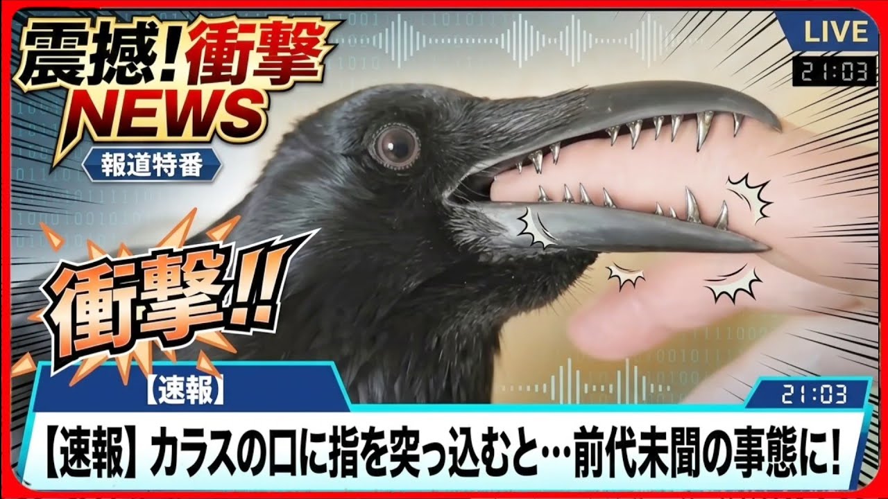 【指喰いカラス】カラスの口に指を入れてはいけません。20260408、カラス＆四つ足クインテット（仮）