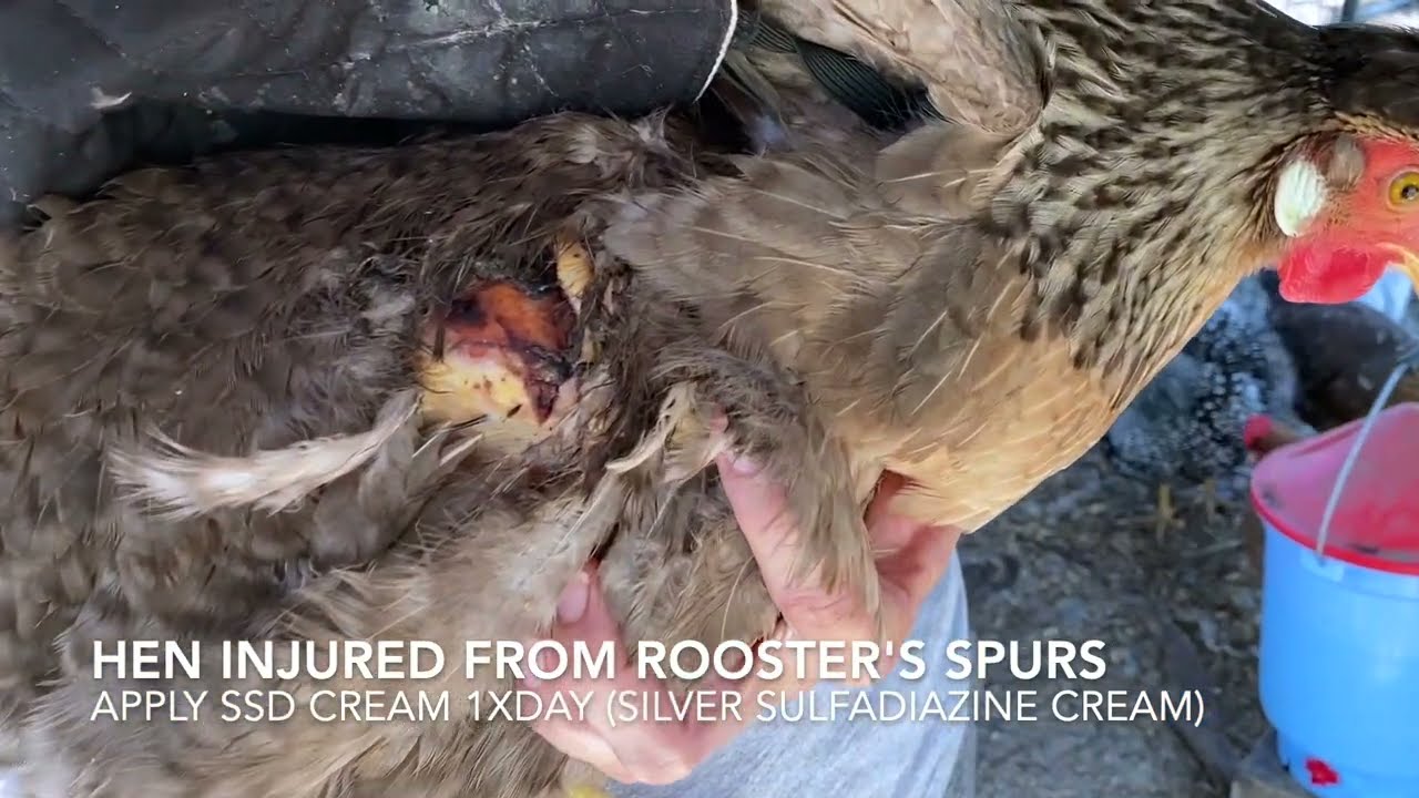 Administering Antibiotics to Injured Hen: Procedure and Prevention Tips