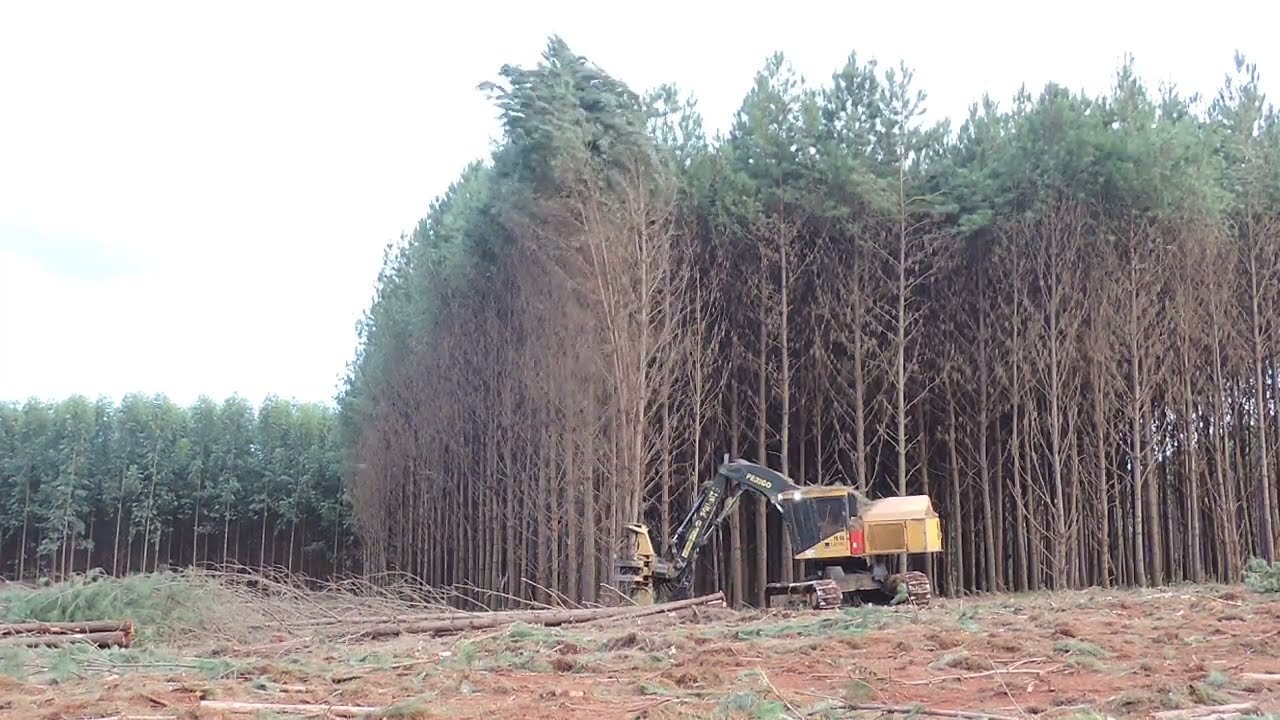 Colheita de Madeira - Feller Buncher Tigercat L870C
