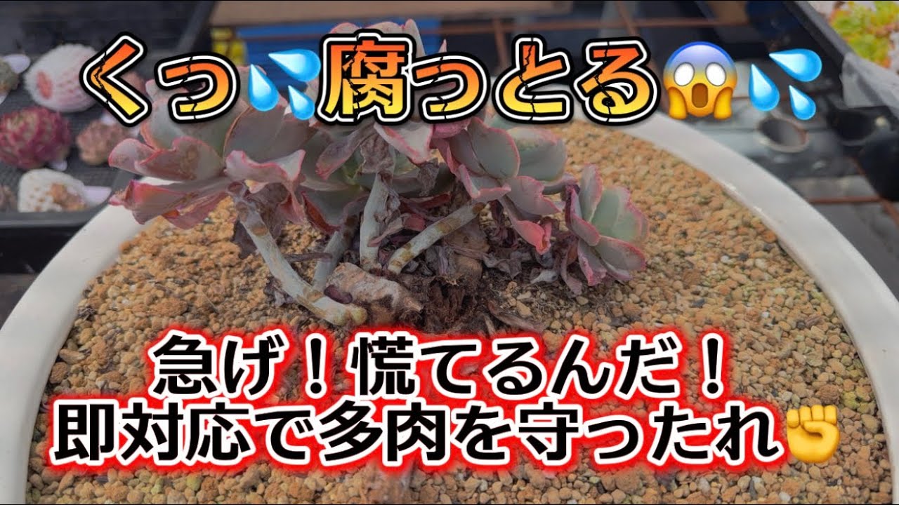 【高砂の翁】をレスキュー✊✨くっ茎が腐っとる😱💦慌てろ！急げ！多肉を守れぇ〜🤣✨【多肉育て方】
