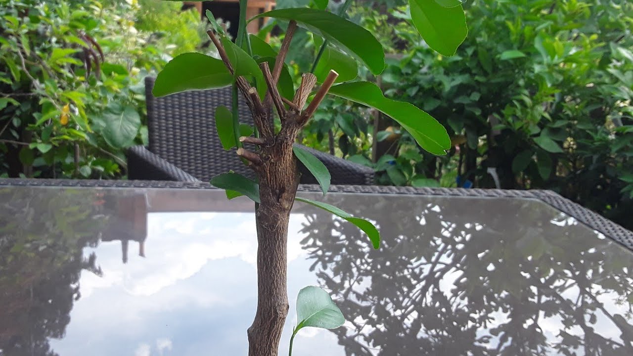 Citrus dieback due to root problems and why the grafted section almost always dies off first 😱😱
