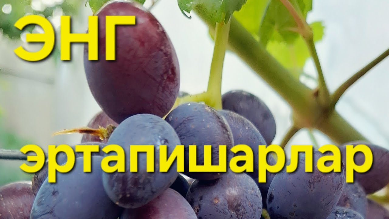 Энг эртапишарлар