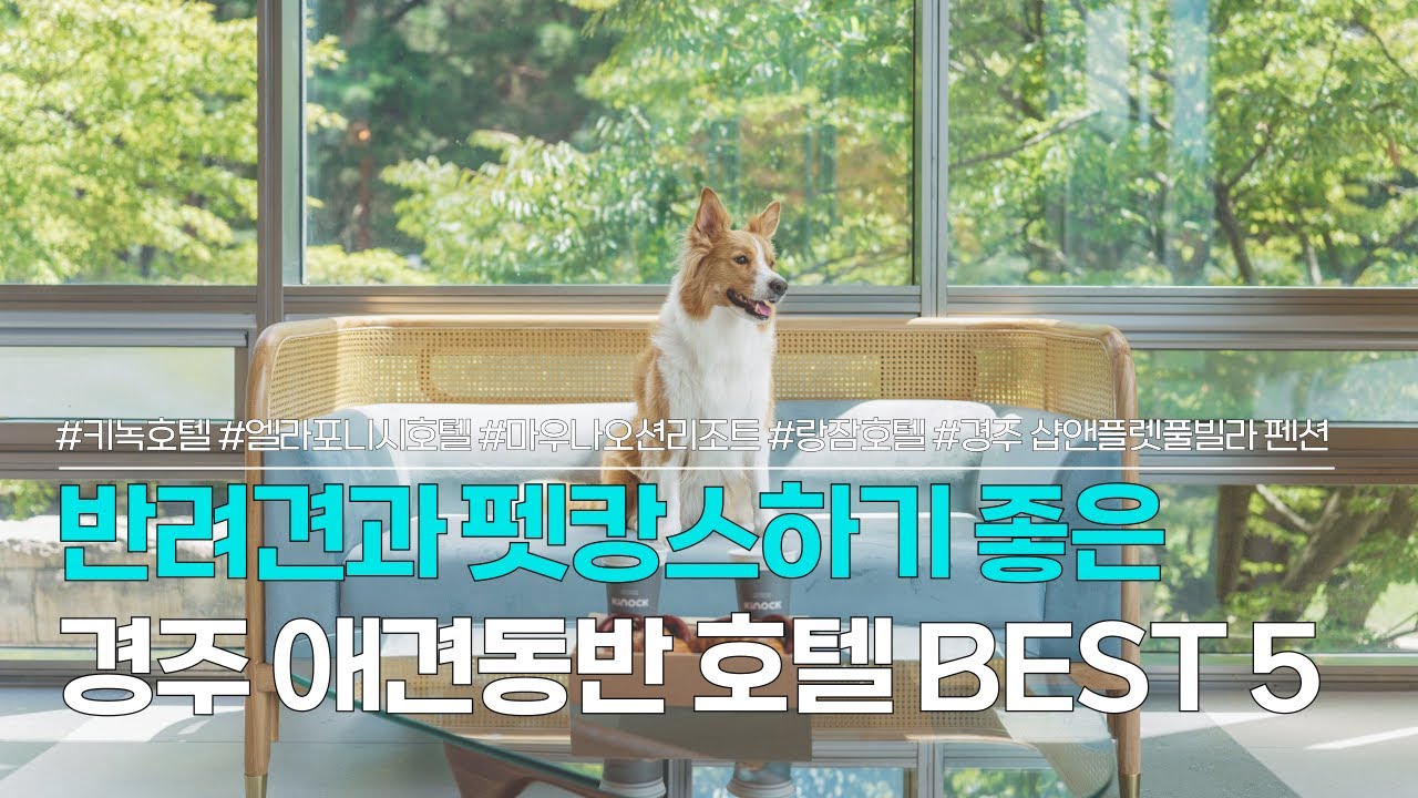 경주 애견동반호텔 BEST 5 | 우리집 반려견과 함께 펫캉스 즐기기 | 키녹호텔, 엘라포니시호텔, 마우나오션리조트, 랑잠호텔, 경주 샵앤플렛풀빌라 펜션