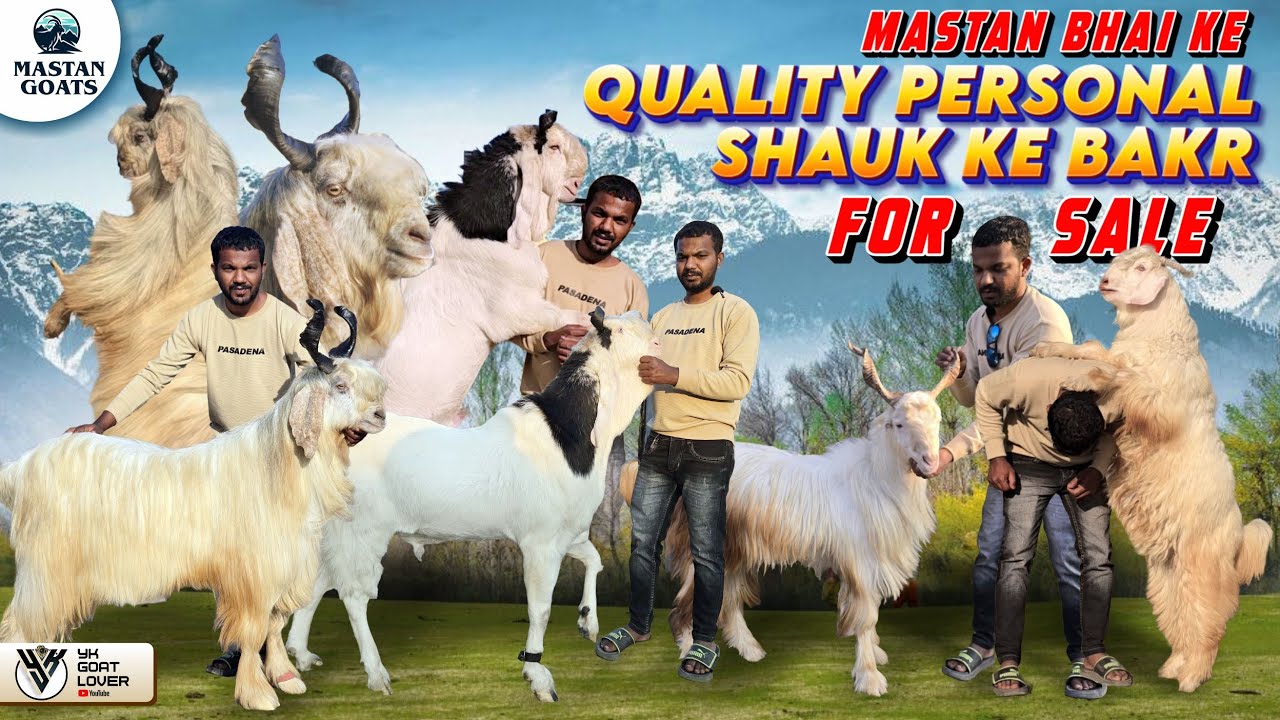 Personal Shauk Ke Bakre in Pune at Mastan Goats I YK Goat Lover