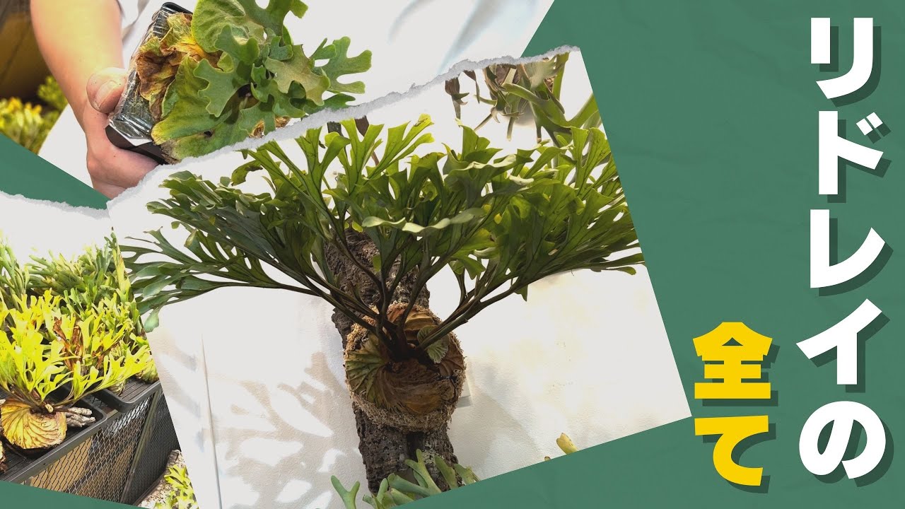 【ビカクシダ】リドレイの魅力と育て方！コルク付けのポイントも実践解説！