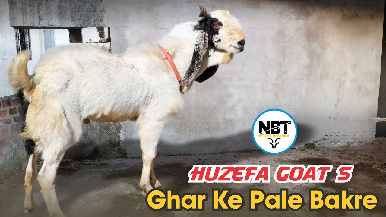 Ghar Ke Pale Bakre At Huzefa Goat’s 
