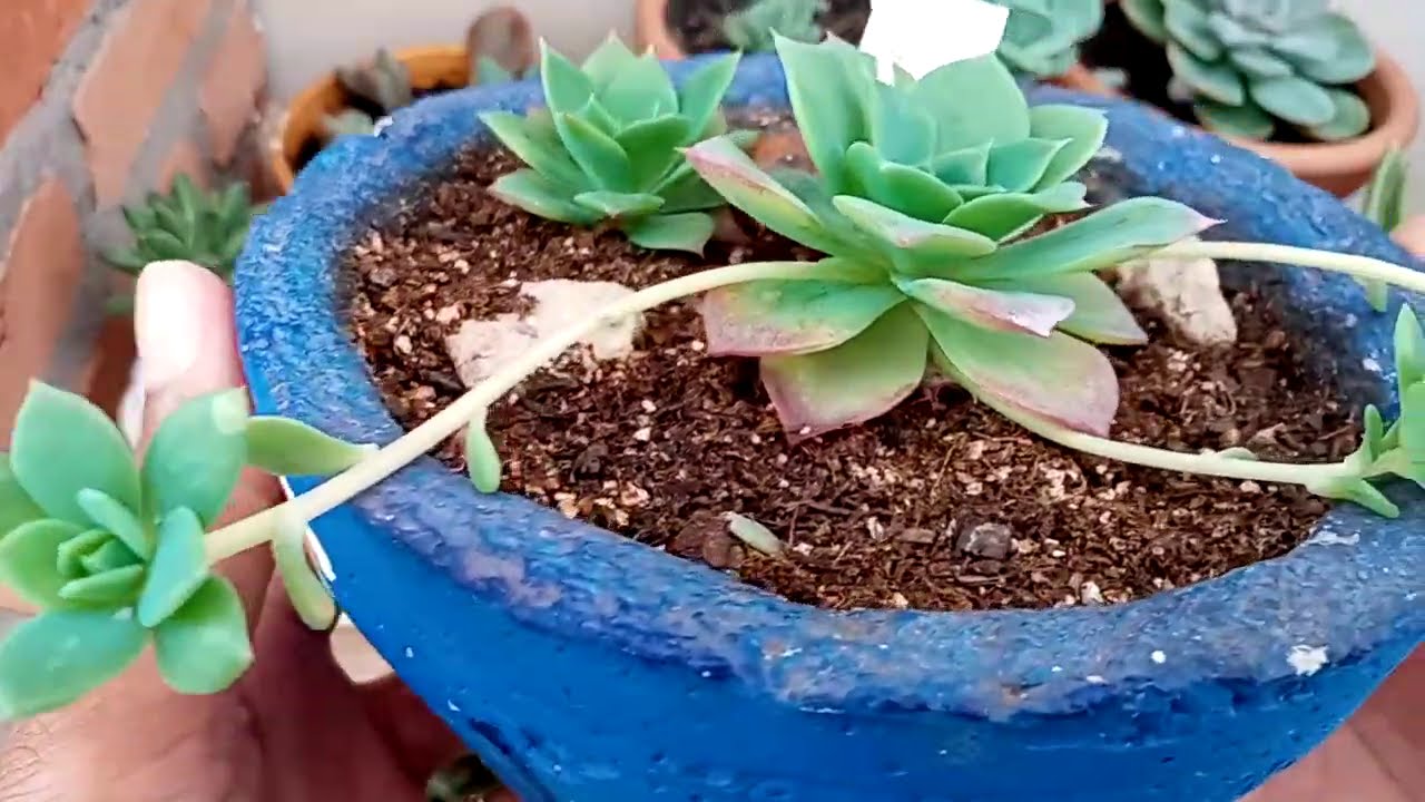 Suculentas Jadeita e Supia.+ novidades no jardim.
