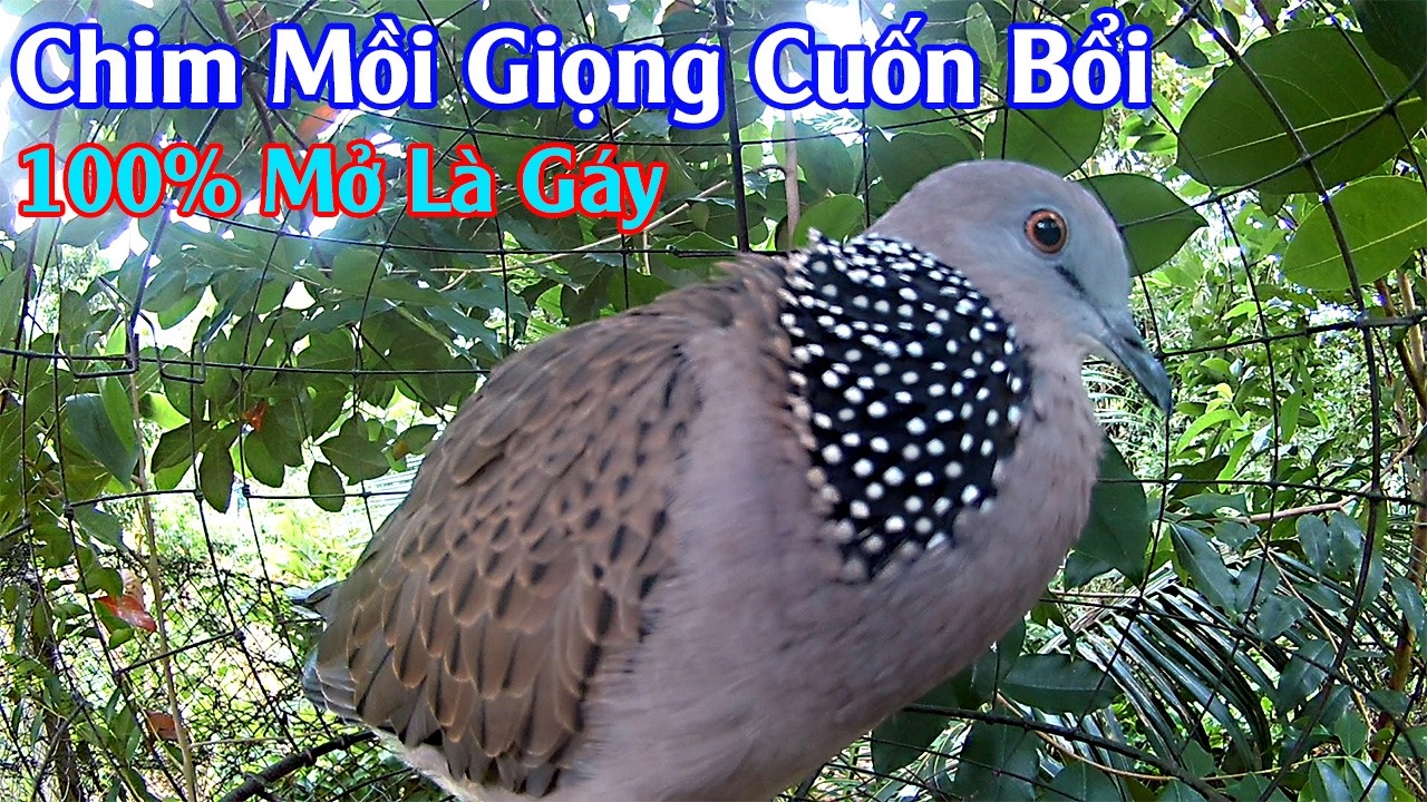 Chim gáy hay mồi gù nhiều lắm văn, giọng gáy lôi cuốn