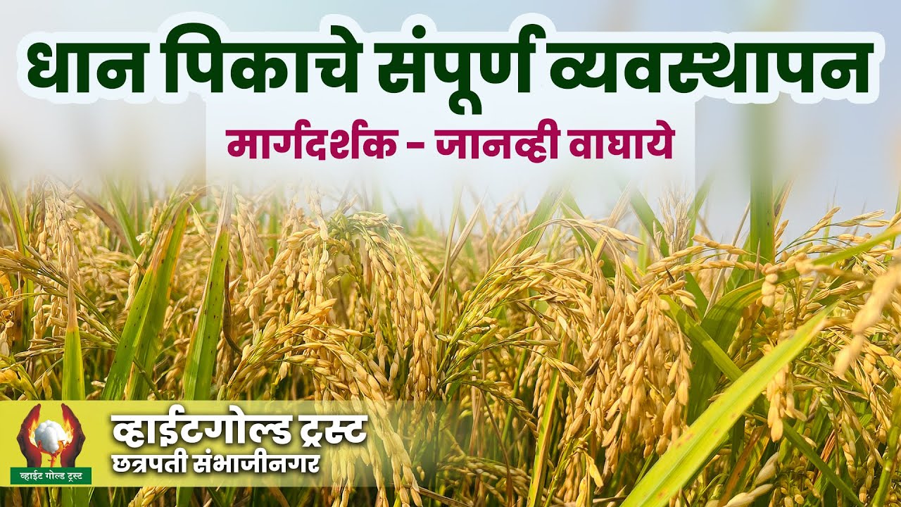 धान पिकाचे संपूर्ण व्यवस्थापन | #शेती #पेरणी #धान #sheti #farmers #shetimahiti