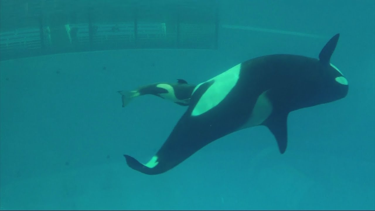 Amazing video captures birth of SeaWorld's last captive orca