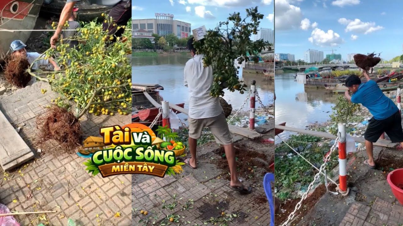 Bi Kịch Hoa Tết: Người Mua Chờ Rẻ, Người Bán Đành Đổ Xuống Sông - Tài Và Cuộc Sống Miền Tây 