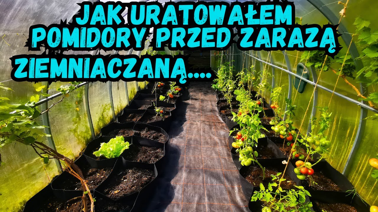Jak uratować pomidory przed zarazą ziemniaczaną – mój skuteczny sposób