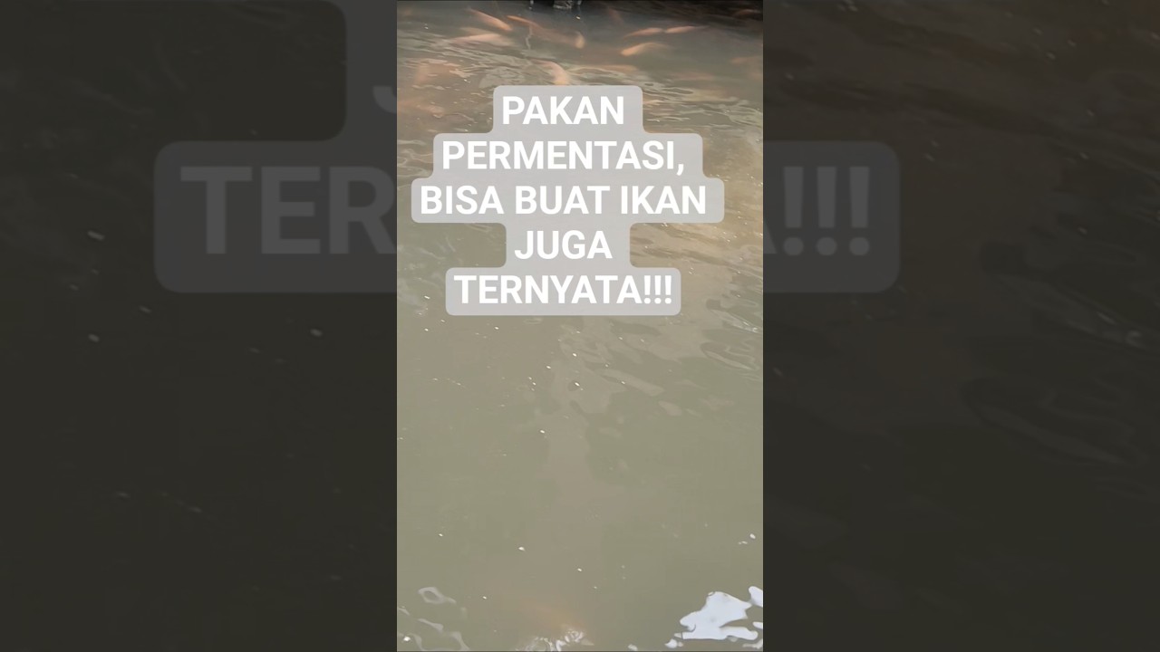 membuat pakan sendiri supaya kualitas lebih terjaga, ikan tumbuh sehat, biaya budidaya lbh efisien.