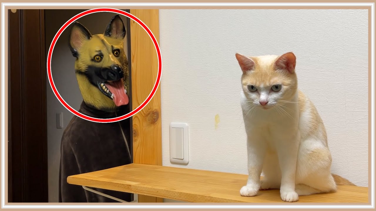 【ドッキリ】ヤバめの犬に後ろを取られてしまい息をのむ猫