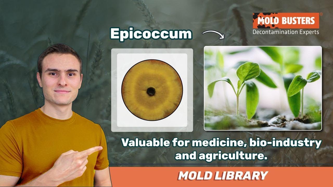 🦠Epicoccum  - 📚Mold Library - Mold Busters