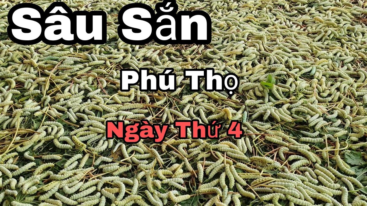 Cách Nuôi Tằm Lá Sắn Hiệu Quả Cao | Thu Hoạch Tằm Chín