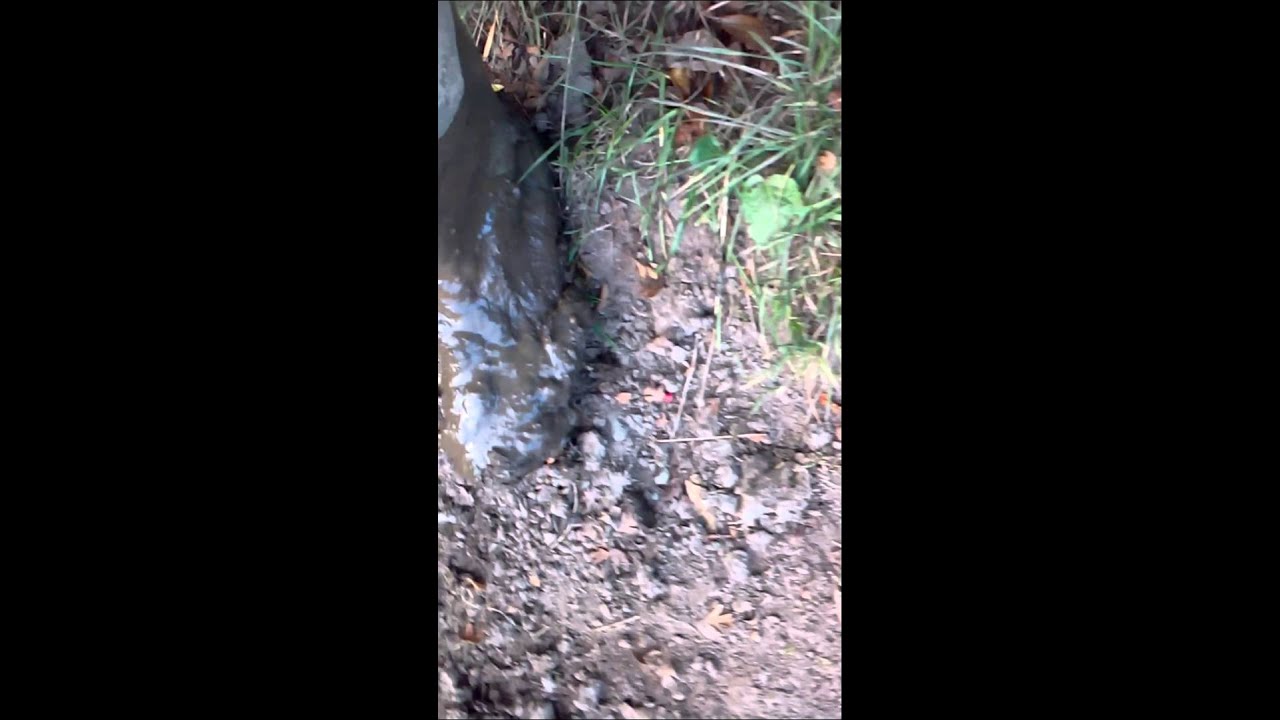 weillies in the mud