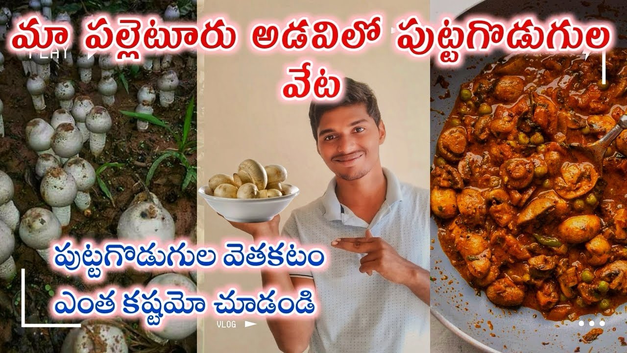 పల్లెటూరులో పుట్టగొడుగుల వేట|ఈ ట్రిక్ తో ఈజీగా కనుక్కోవచ్చు|
