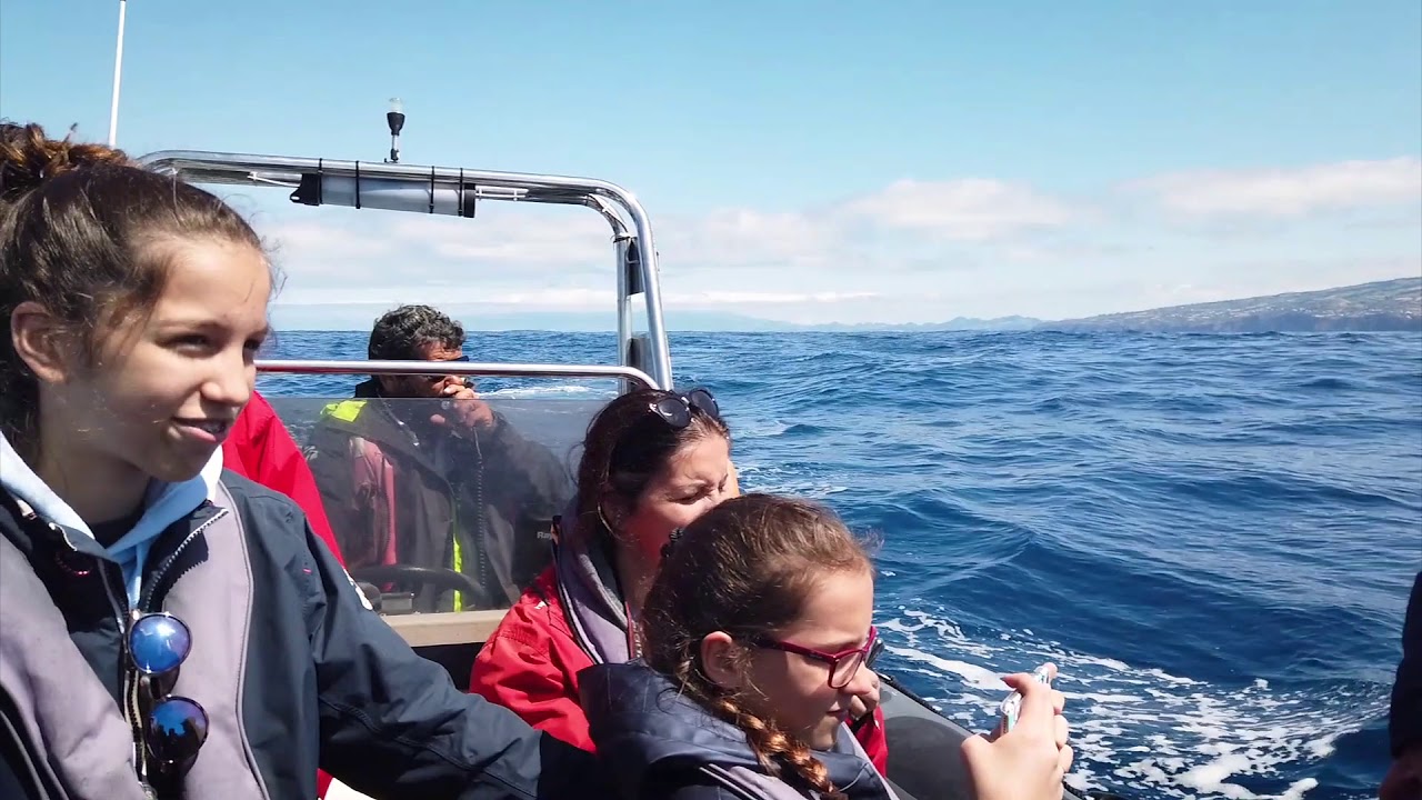 AZOREN Whale Watching mit Terra do Pico in Mosteiros