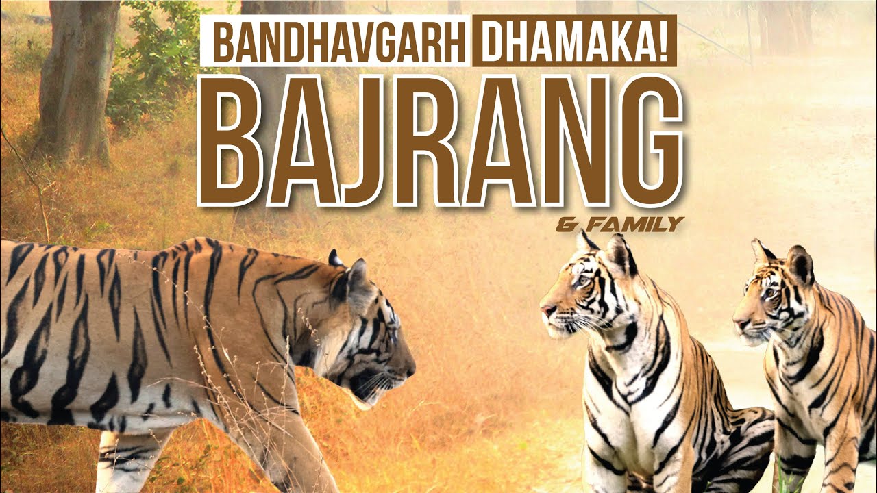 Tiger BAJRANG & Chorbehra with Cubs Spotted I Bandhavgarh Tiger Reserve