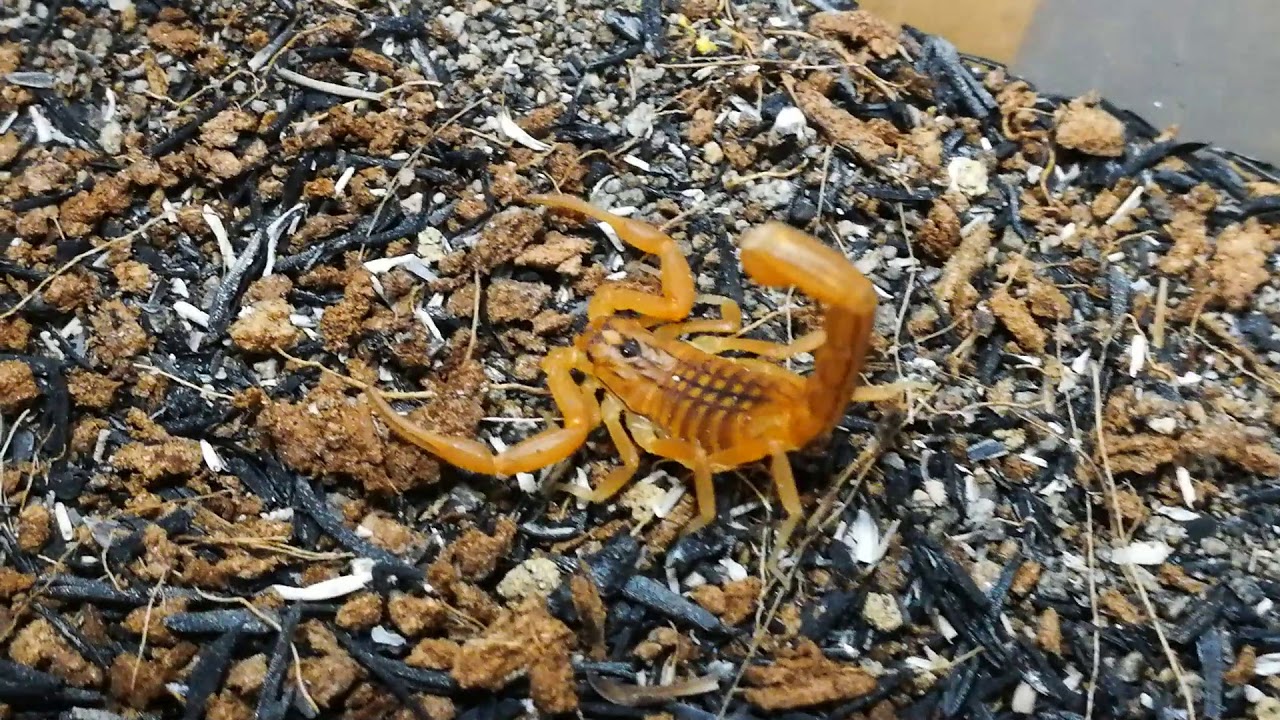 Hottentota tamulus