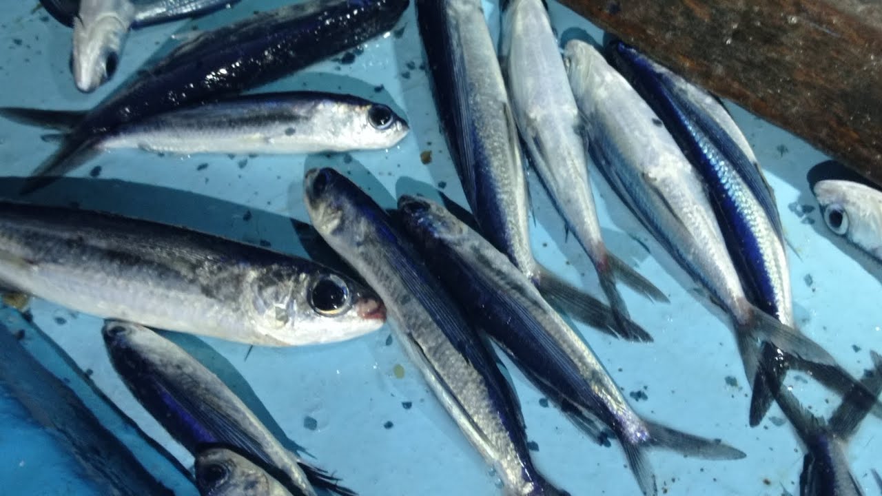 Menangkap ikan terbang di malam hari tidak pake mancing