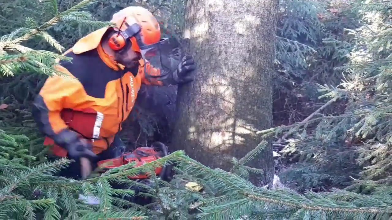 Hard work of a lumberjack with a chainsaw in a tight space #gardenandforest