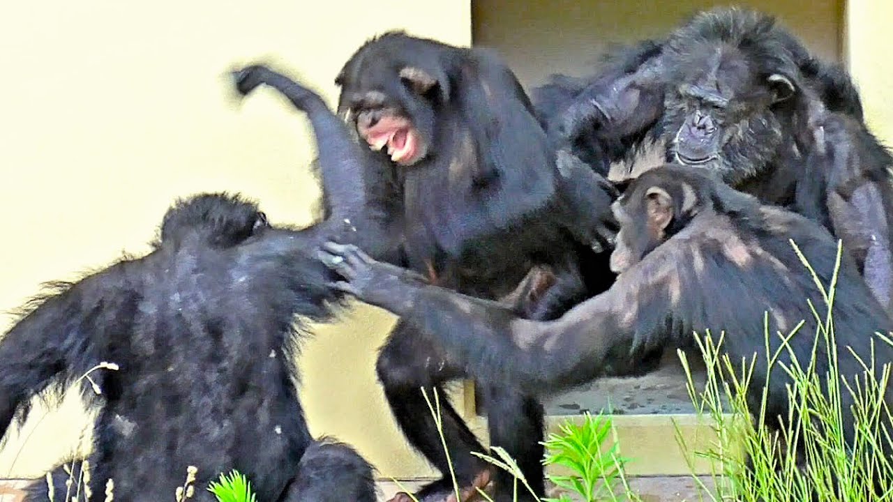 Chimpanzee. Marimo enters to stop Charlie during a quarrel between Karan and Charlie.