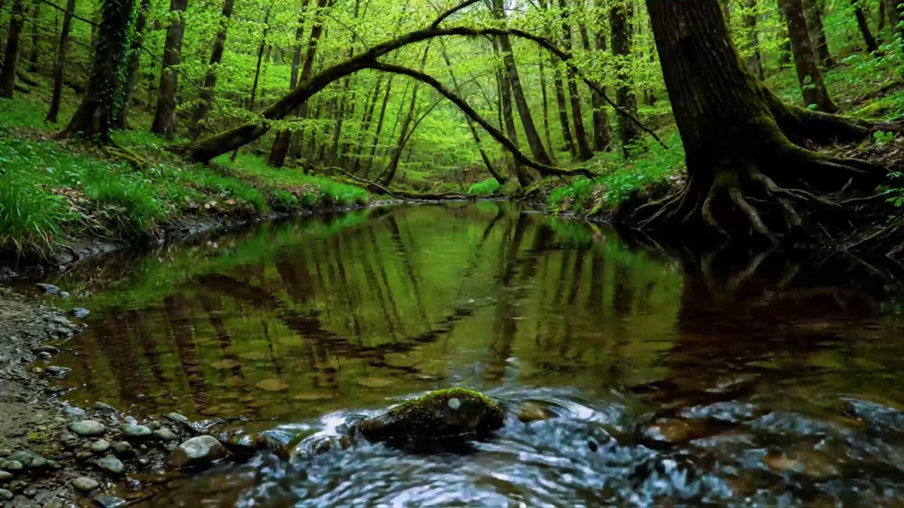 Calming Forest Ambience | River Flowing Birds Chirping in Hidden Forest Ambience for Rest, Medicine