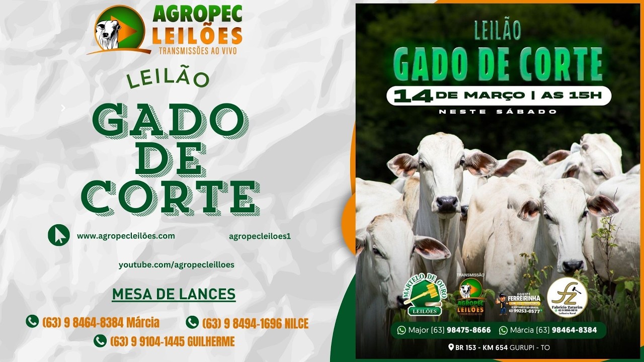 Agropecleiloes- AO VIVO -  LEILÃO GADO DE CORTE | MARTELO DE OURO LEILÕES - GURUPI-TO - 14/03/26.