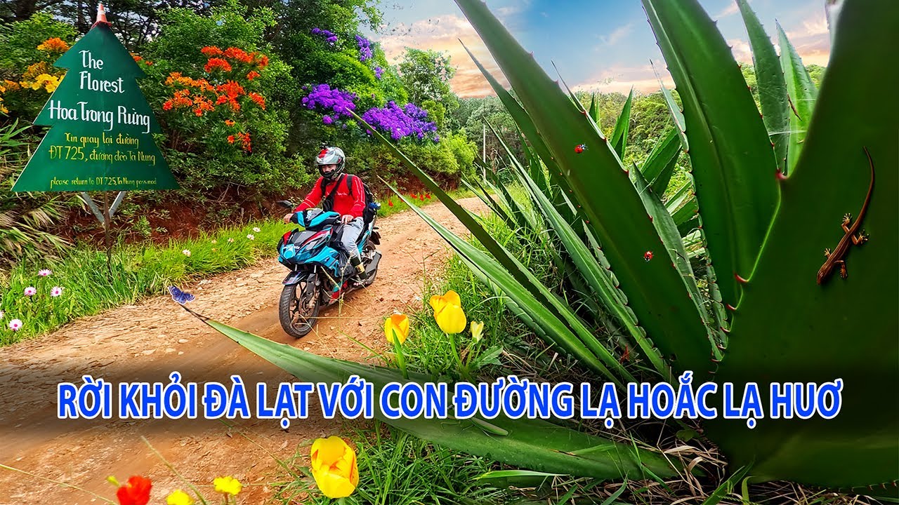 RỜI KHỎI ĐÀ LẠT BẰNG CON ĐƯỜNG LẠ ÍT AI BIẾT: Đèo Dốc Ấn Tượng - Cảnh Đẹp Ven Đường | Quân Hái Sao