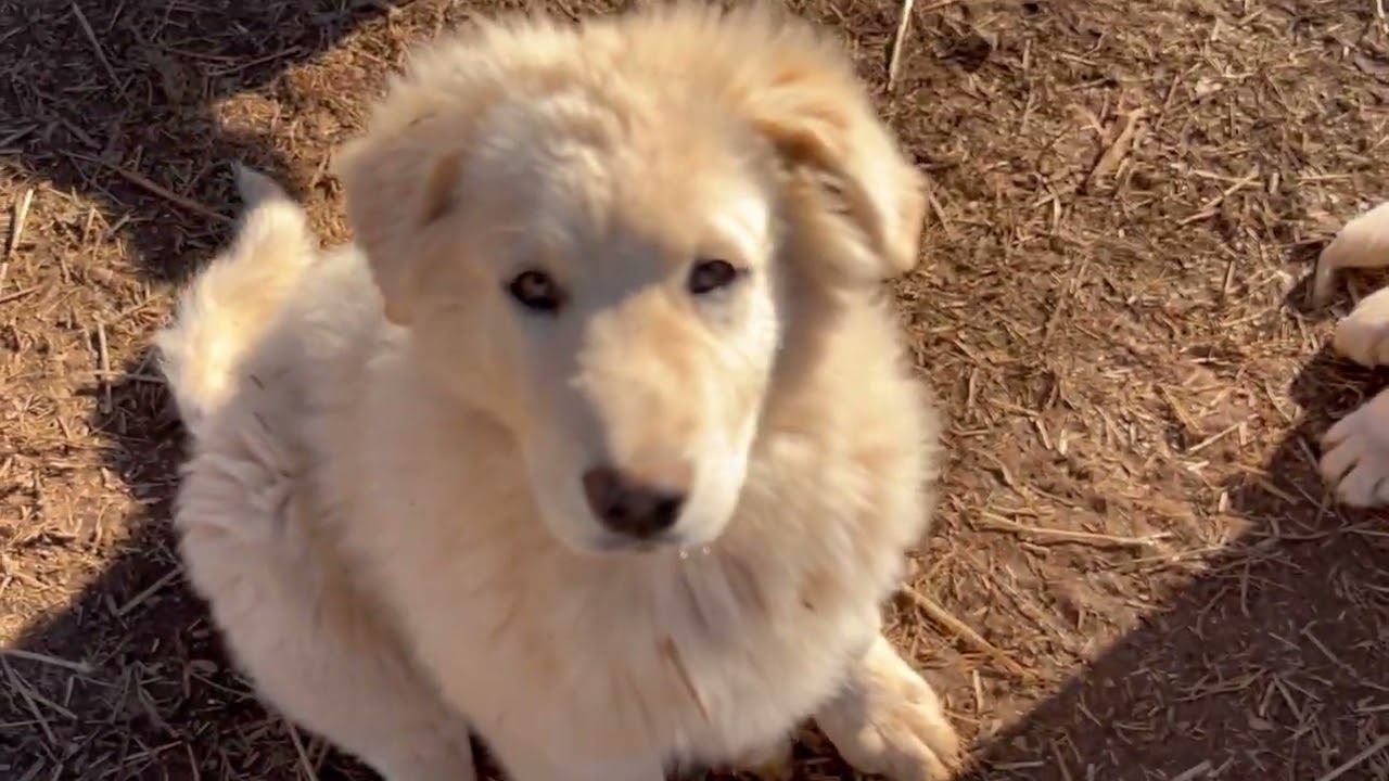 WOW…,how they have grown “ 50+ lbs.,4 months old 
